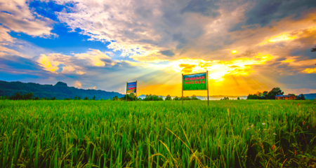 產(chǎn)業(yè)驅(qū)動(dòng)激發(fā)鄉(xiāng)村振興新活力 四川宣漢農(nóng)業(yè)種植的轉(zhuǎn)型升級之路