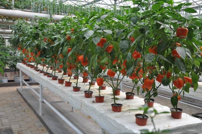 盆栽蔬菜種植技術培訓 都市農業的新篇章